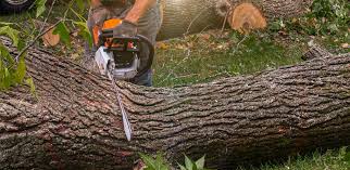 Best Lot and Land Clearing  in Santee, CA