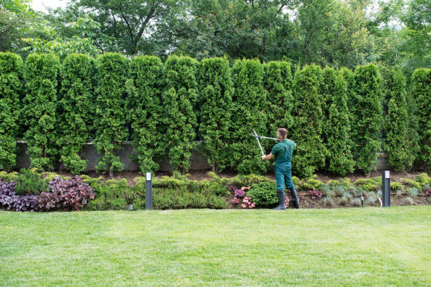 How Our Tree Care Process Works  in  Santee, CA