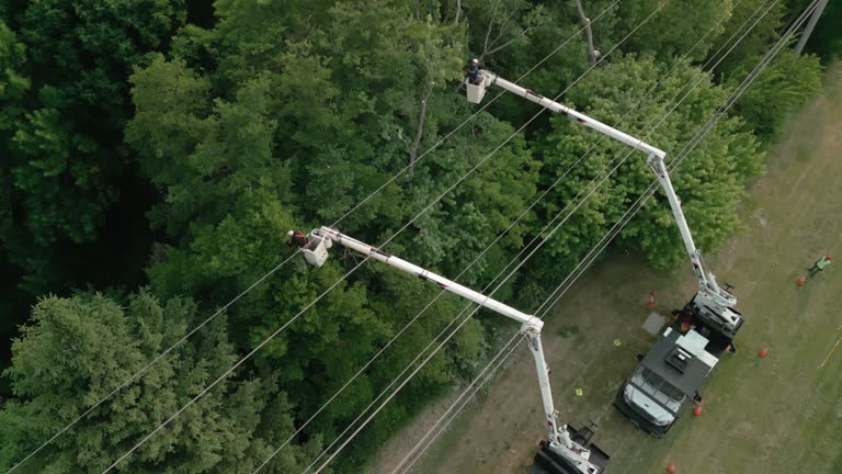 Reliable Santee, CA Tree Removal Solutions